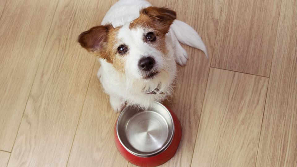 Carne coltivata. In UK si parte dal cibo per animali
