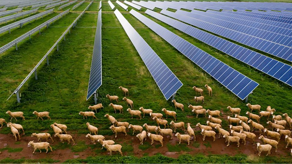 La più grande fattoria solare dell'Ohio sarà anche il progetto agrivoltaico più grande degli Stati Uniti.