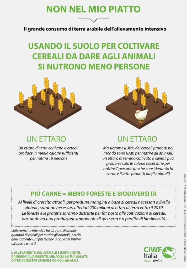 Carne sintetica o carne coltivata? - Di cosa si tratta? | Elettronauti.it