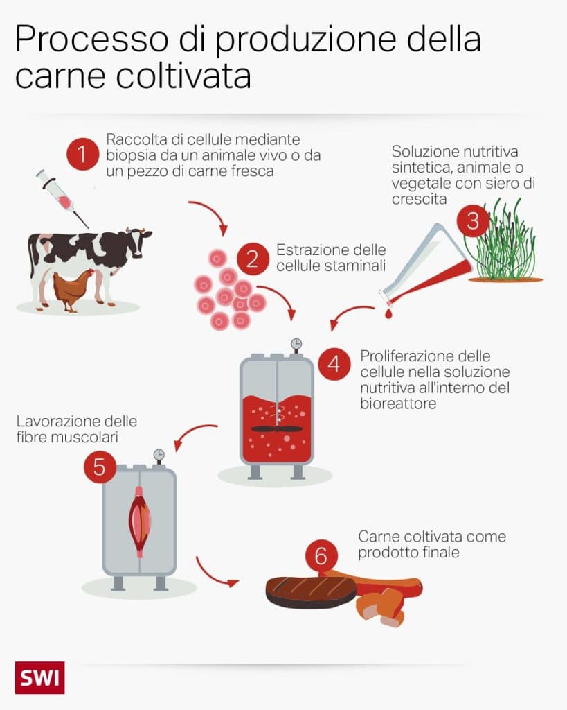 Carne sintetica o carne coltivata? - Di cosa si tratta? | Elettronauti.it
