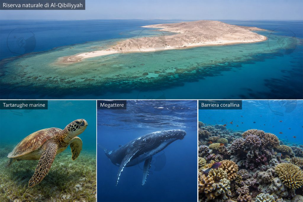 L'isola di al-Qibiliyyah e gli animali a rischio | Elettronauti.it