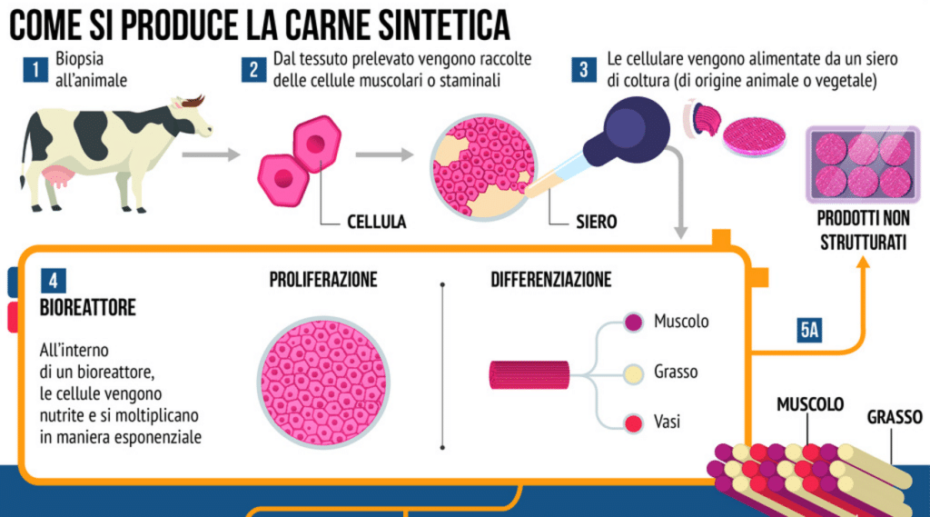 L'Italia vieta la carne sintetica. Ma che cos'è? | Elettronauti.it