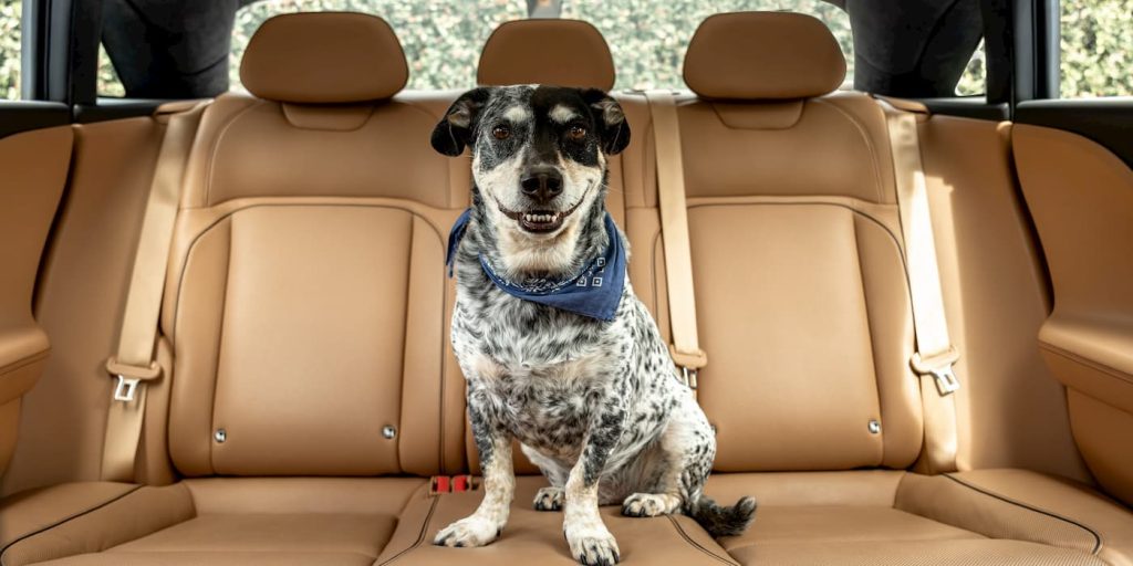 Lucid Motors offre ai proprietari di animali domestici una funzione come la “Tesla Dog Mode” | Elettronauti.it