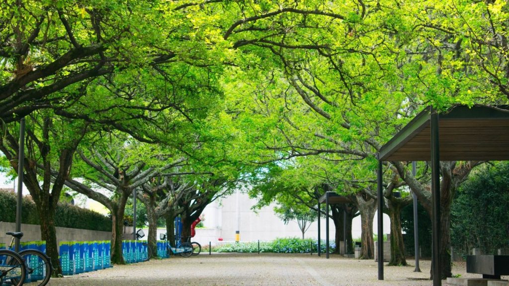 Medellín e i suoi spazi alberati | Elettronauti.it