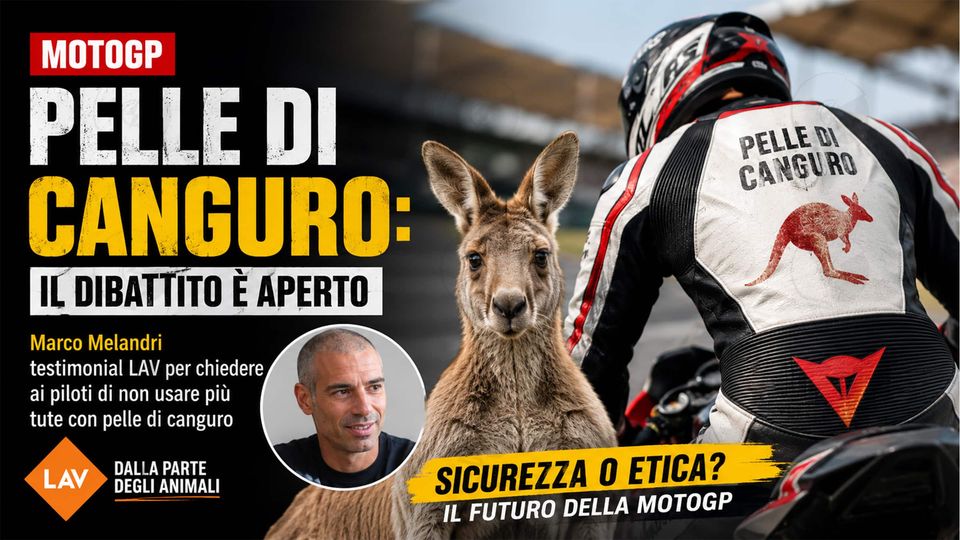 MotoGP e pelle di canguro: il dibattito che coinvolge Marco Melandri