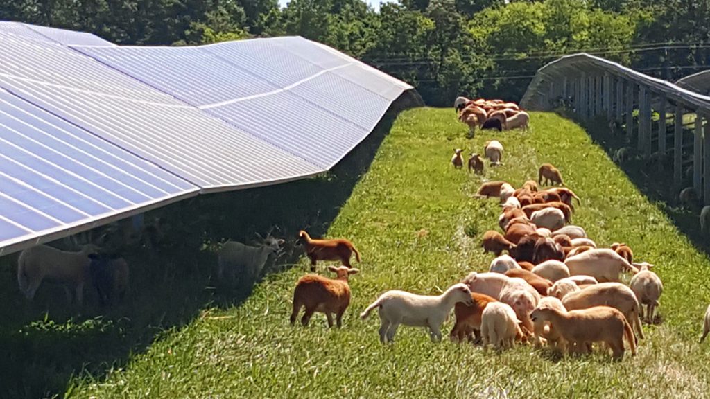 La più grande fattoria solare dell'Ohio sarà anche il progetto agrivoltaico più grande degli Stati Uniti. | Elettronauti.it